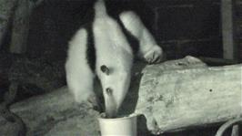An Anteater, caught with Night Vision, at Newquay Zoo